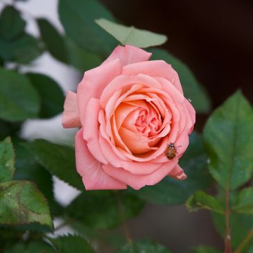 A pink rose with a small beetle on its petal surrounded by green leaves.