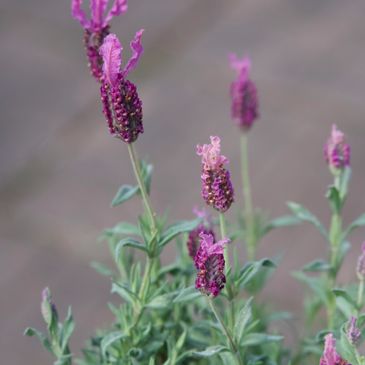 Close-up of purple lavender flowers with green leaves against a blurred background.