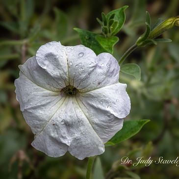 White petunia flower with water droplets and green leaves.