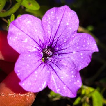 Close-up of a vibrant purple flower with dark veins and white speckles.