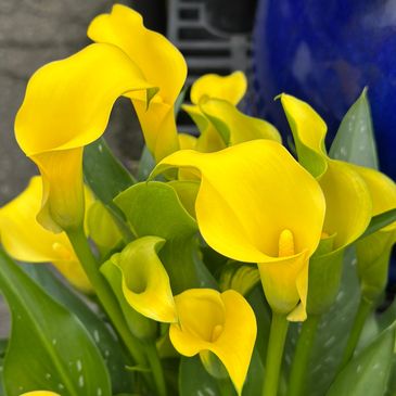 Bright yellow calla lilies with lush green leaves.