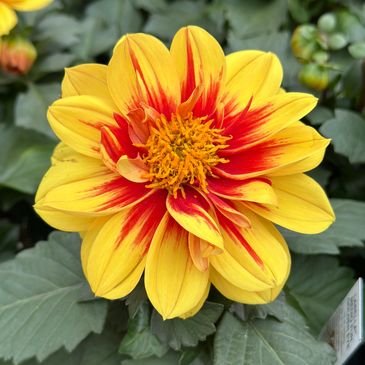 Vibrant yellow and red flower blooming amidst green leaves.