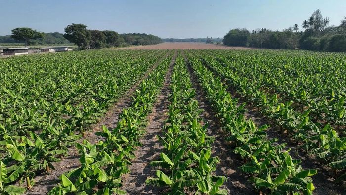 Tropical Agro El Salvador. Import and Export Company