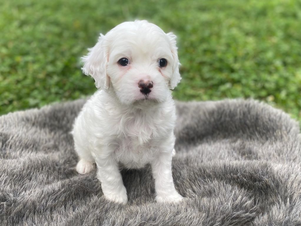 A small white puppy sitting on a gray furry blanket outdoors.
