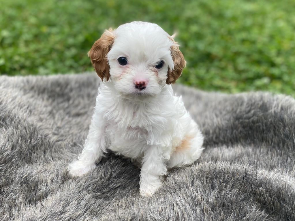 Small white puppy with brown ears sitting on a gray blanket.