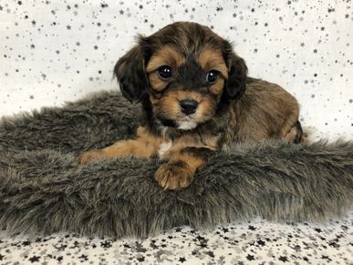 Cavapoo puppy in Eugene, Oregon. Cavalier King Charles spaniel and poodle hybrid