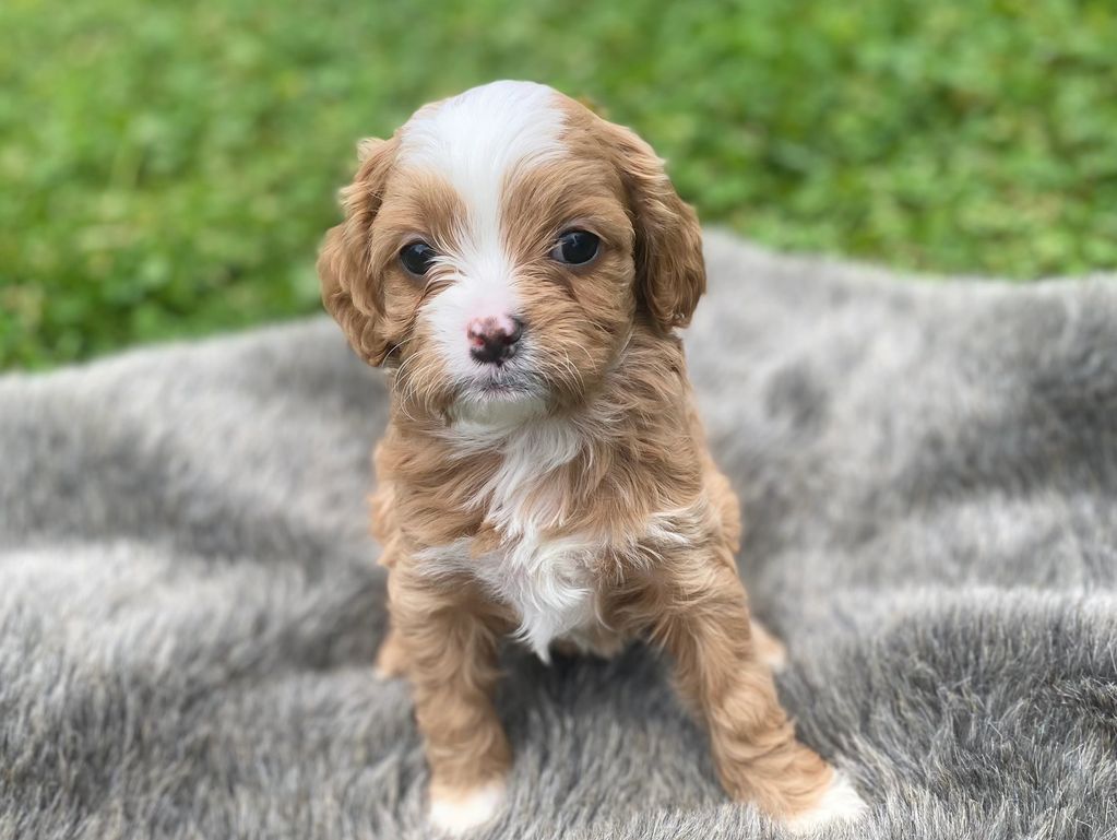Adorable small brown and white puppy sitting on a gray blanket outdoors.