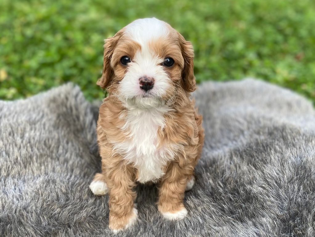 Adorable tan and white puppy sitting on a soft gray blanket outdoors.