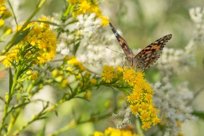 The goldenrod weed (Solidago sempervirens), is common in Port Saint Lucie and Vero Beach