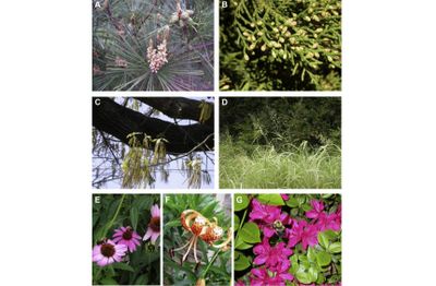 A Loblolly
B Mountain cedar (Juniper)
C Red oak (Quercus)
D Johnson
E Coneflower
F Tiger Lily
G R