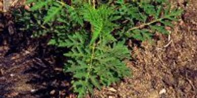 Ragweed is found throughout Florida, including Vero Beach and Port Saint Lucie