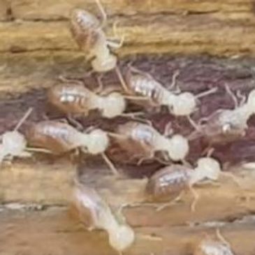 A picture of termites that need to be terminated by a termite control company in Strathpine