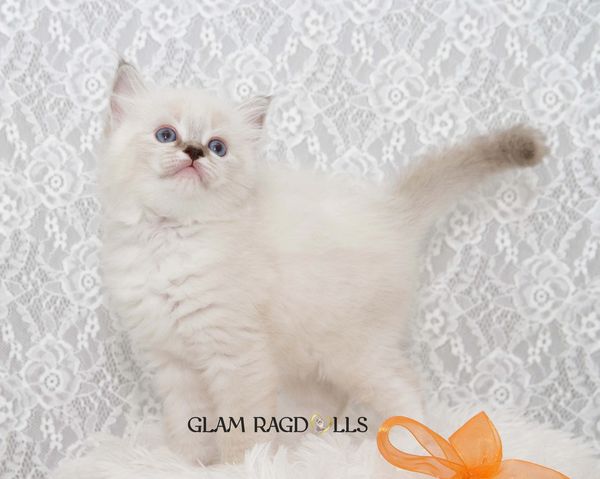 Fluffy white kitten with blue eyes standing against a lace background.