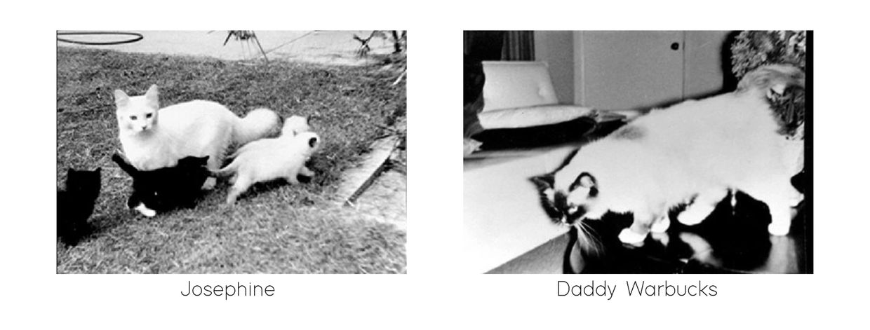 Josephine and Daddy Warbucks foundation cats of the Ragdoll breed