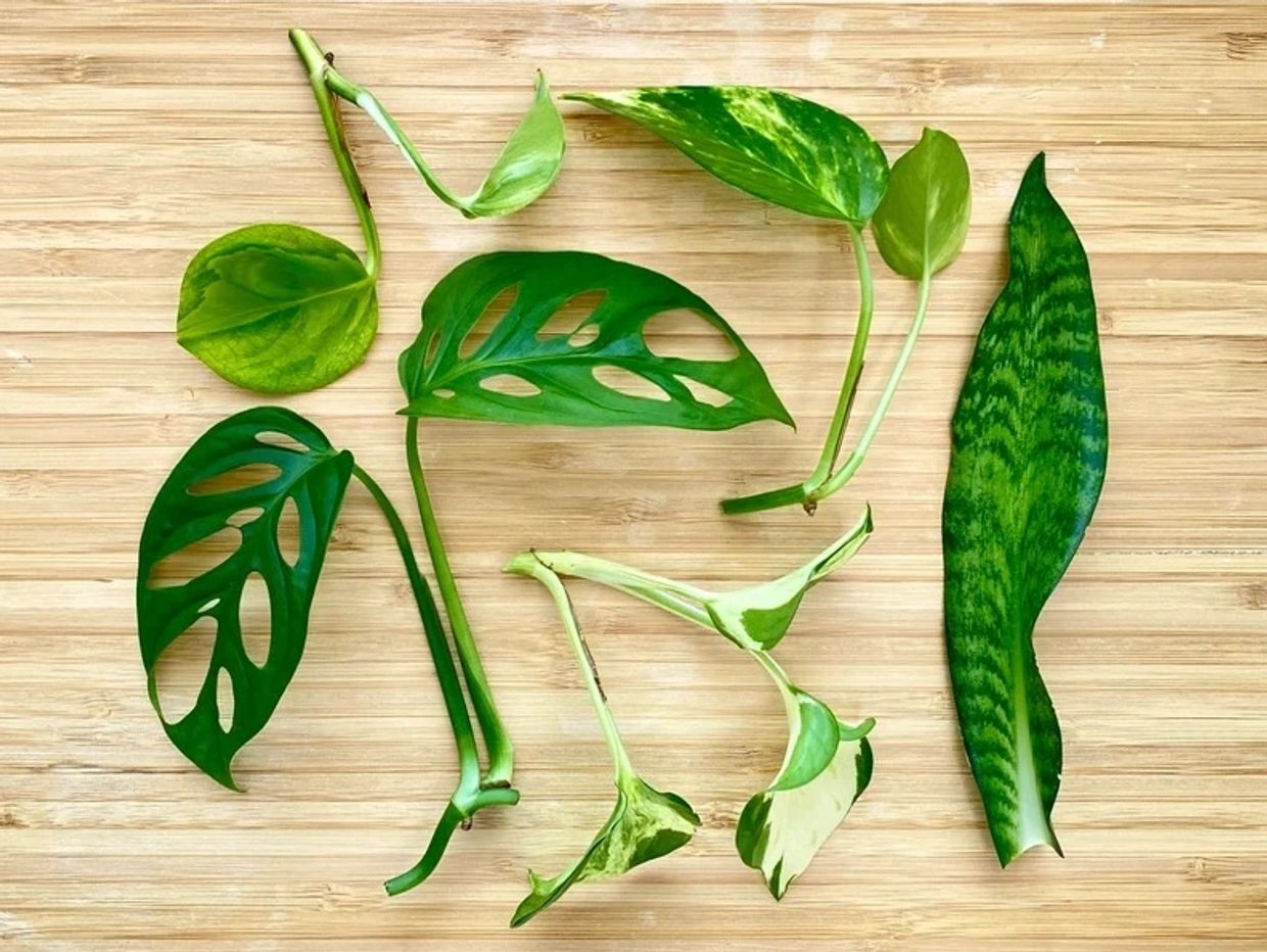 Plants that are toxic to cats
