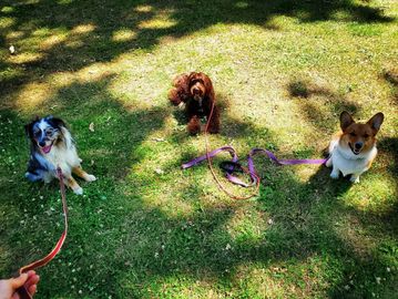 Group Dog Training 