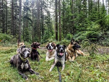Dog pack training