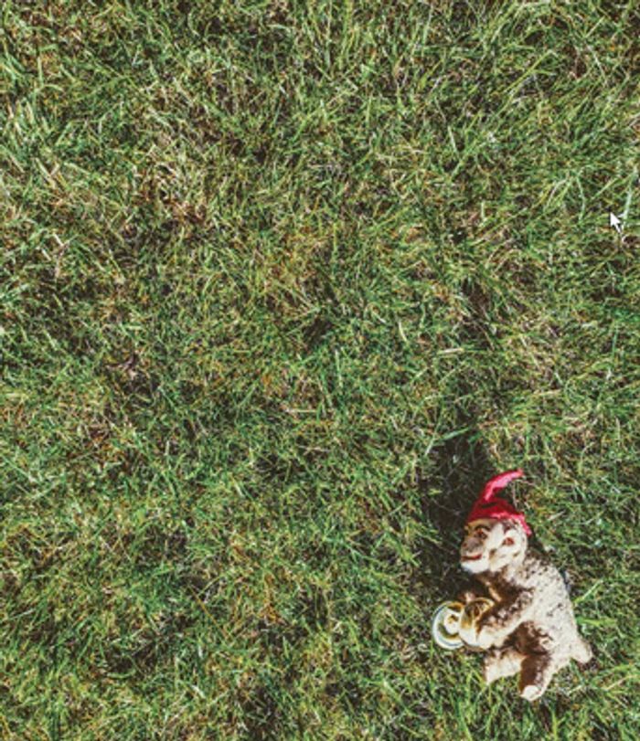 A toy chimpanzee with cymbals and red hat lies discarded on the grass.