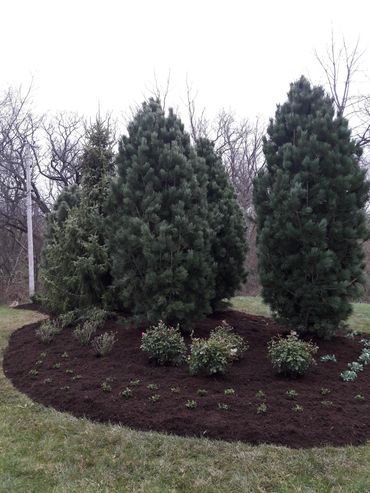 Tree planting, landscape design, and shrubs