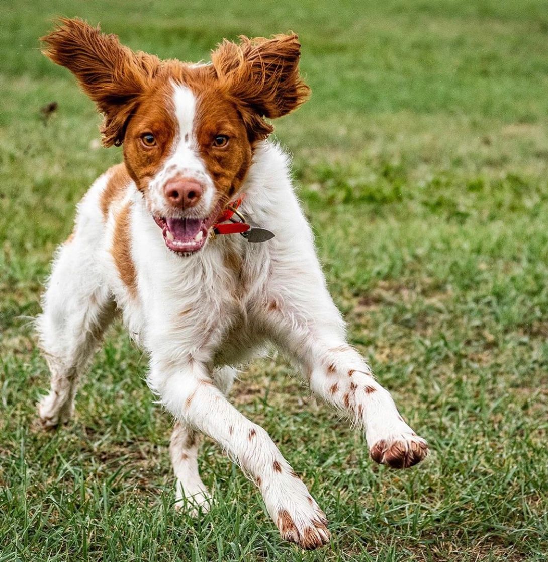 Pet Boarding in Sidney Ruff House Dog Boarding