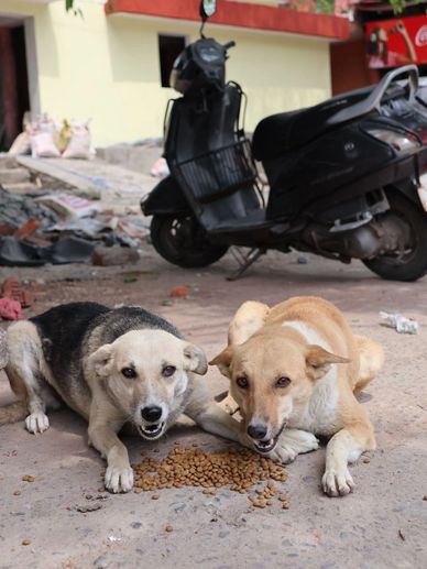 Two happy street dogs from our feeding drive, eating their meal.