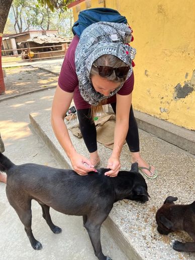 Our team member vaccinating a dog against fatal diseases like Rabies, Distemper and Parvovirus.