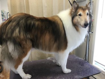 Here it's a beautiful double coated Collie after a de-shed treatment.