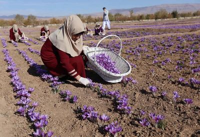 Saffron, the most expensive spice in the world, grows well in Afghanistan...