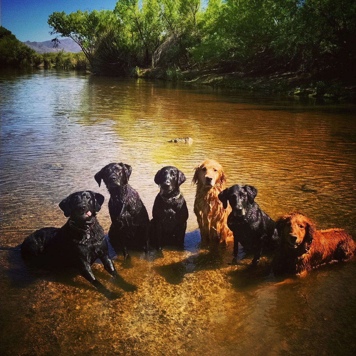 Six wet dogs sitting in shallow water, looking toward the camera.