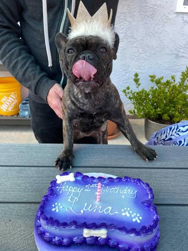 Dog eating birthday cake