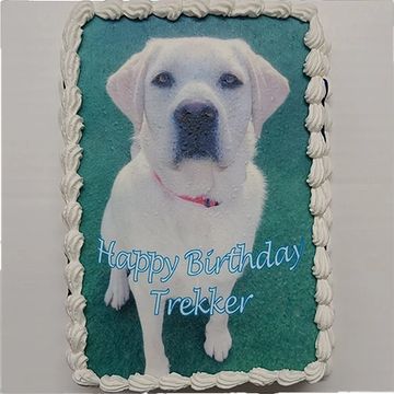 Photo Cake for dog birthday for dog birthday party