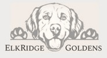 ElkRidge Goldens-English Golden Retrievers