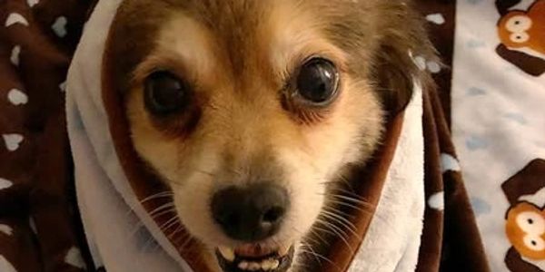 Close-up of a small dog wrapped in a blanket.