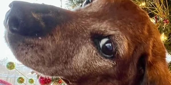 Close-up of a brown dog with holiday decorations in the background.