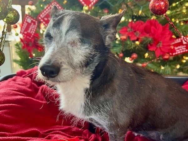 A blind dog sitting on a red blanket in front of a decorated Christmas tree.