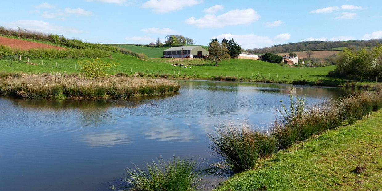 A peaceful rural pond with green fields and farm buildings in the background.