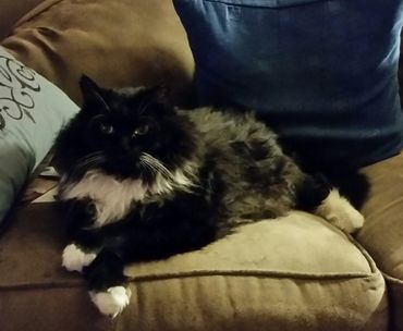 Our Gentle Giant Oscar! <3