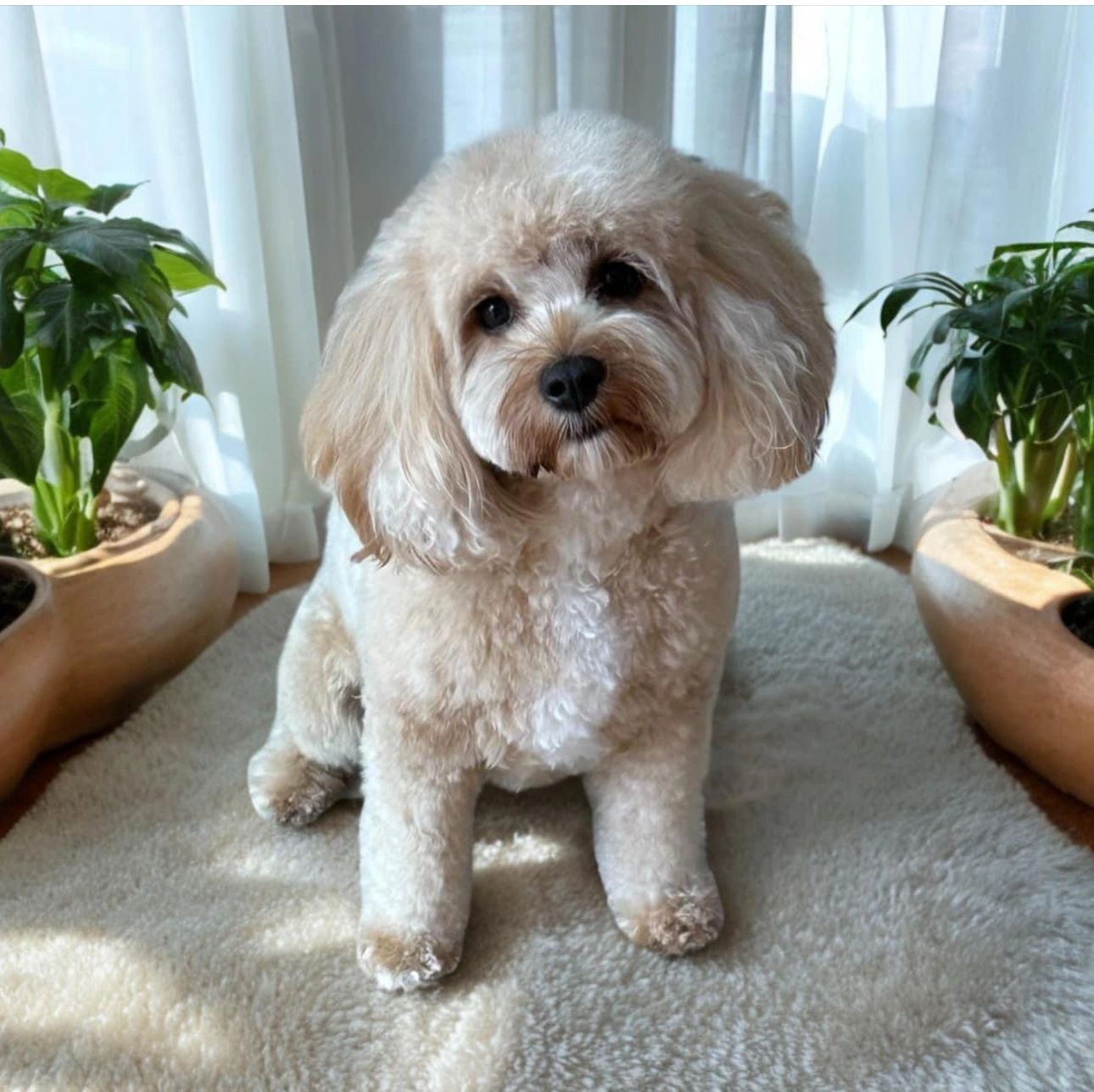 Home Sweet Home Grooming