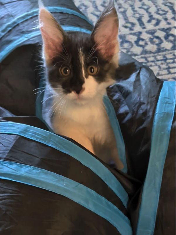 Black and white kitten peeking out of a blue-striped tunnel toy.