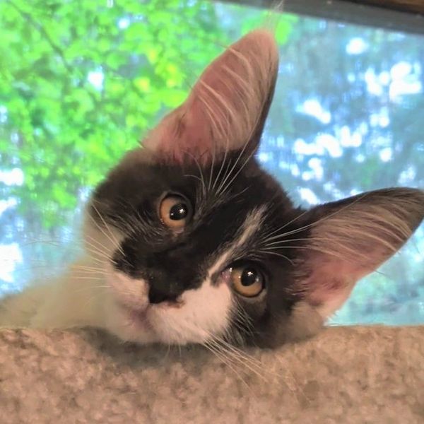 Bicolor Maine Coon kitten for sale Wisconsin.
