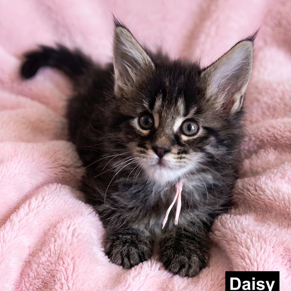 Silver tabby maine coon kitten. for sale wisconsin.