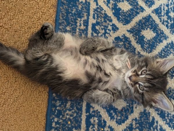 tabby maine coon kitten for sale Wisconsin