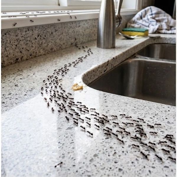 Ants trail on a kitchen countertop near a sink.