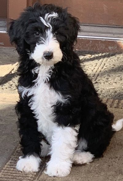 Gretta is our family Sheepadoodle