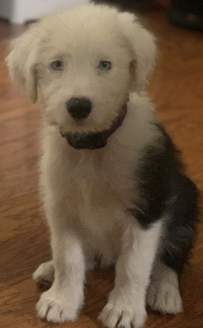 Old English Sheepdoog Puppy