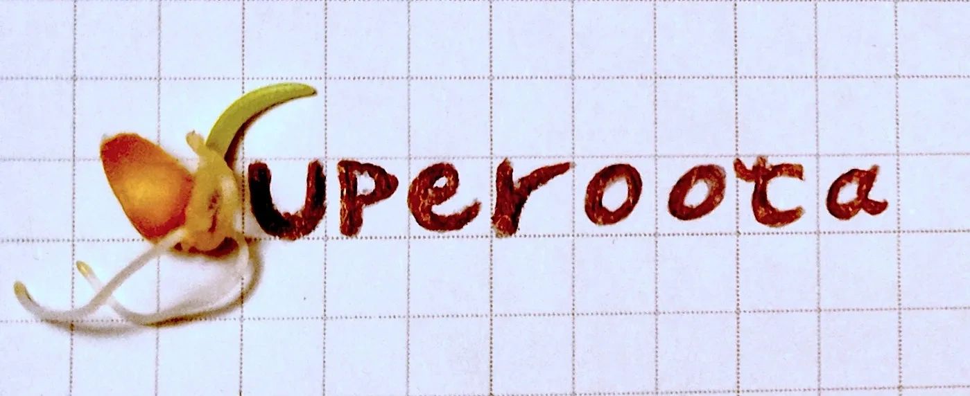 Superoota: Natural, Healthy & Green super Food Product