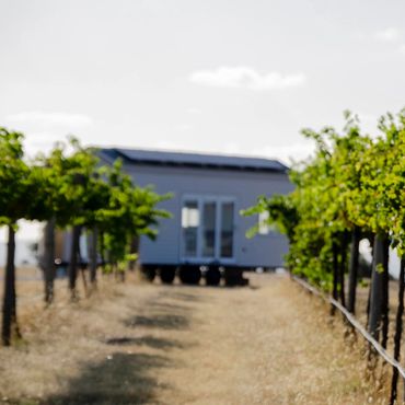 Looking down a vineyard row with green shiraz vines either side and the tiny house at the end of the