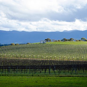 The view across the vineyard during late winter, grass is green and the sky is blue.