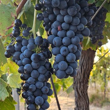 Bunches of shiraz grapes on the vine at Hounds Run Vineyard
