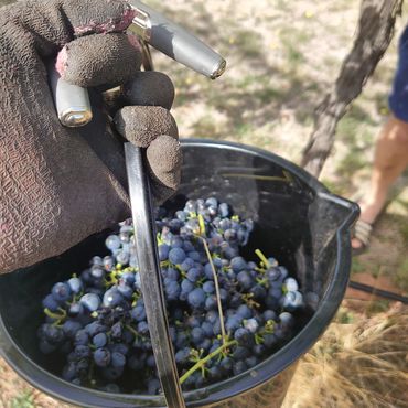 A bucket of shiraz during harvest at Hounds Run Vineyard